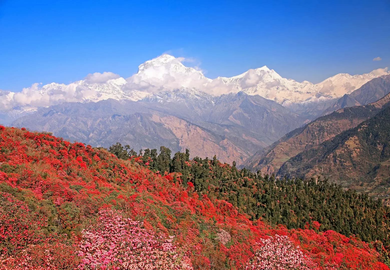 Forest adorned in vibrant flowers with the vide of Dhaulagiri mountain range in the backdrop