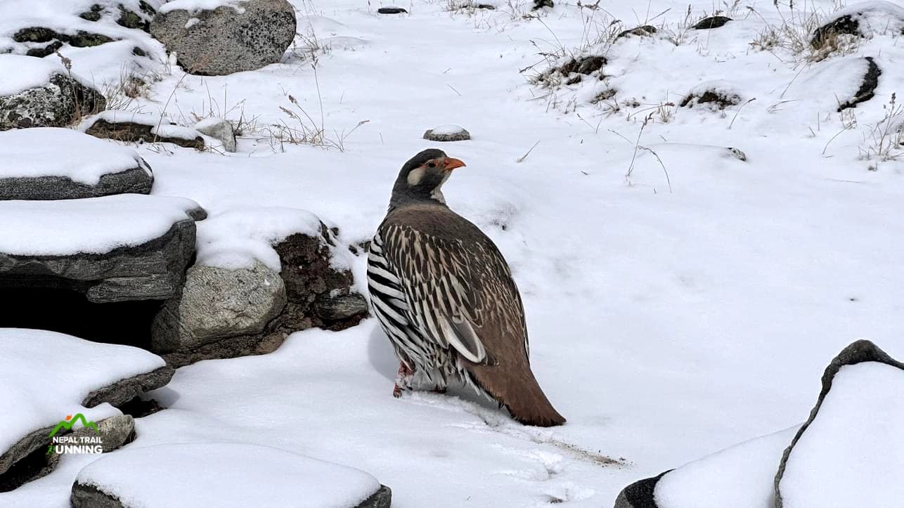 Tibetan Snowcock