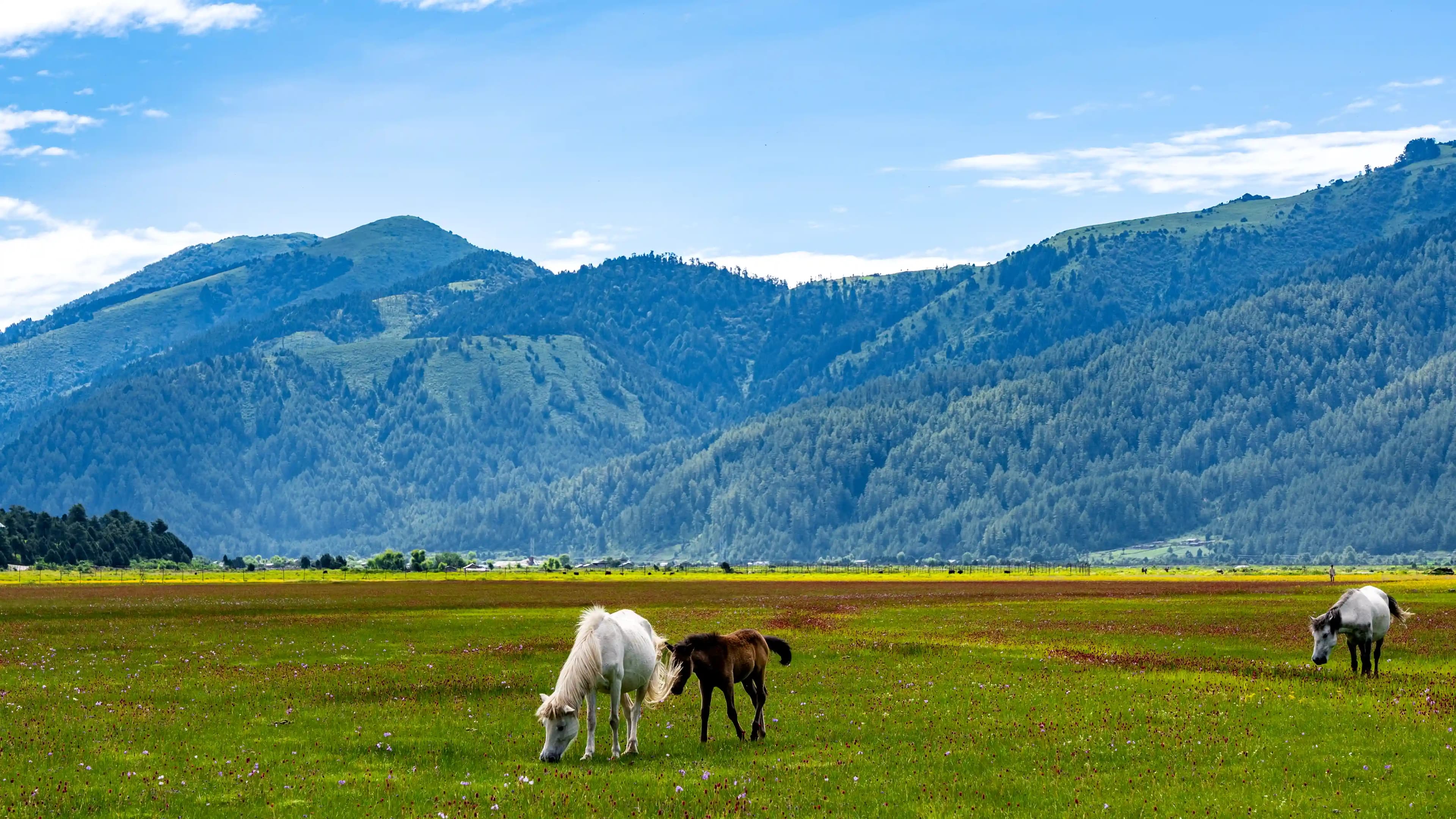Wide lush green meadow at Dhorpatan trek in Nepal