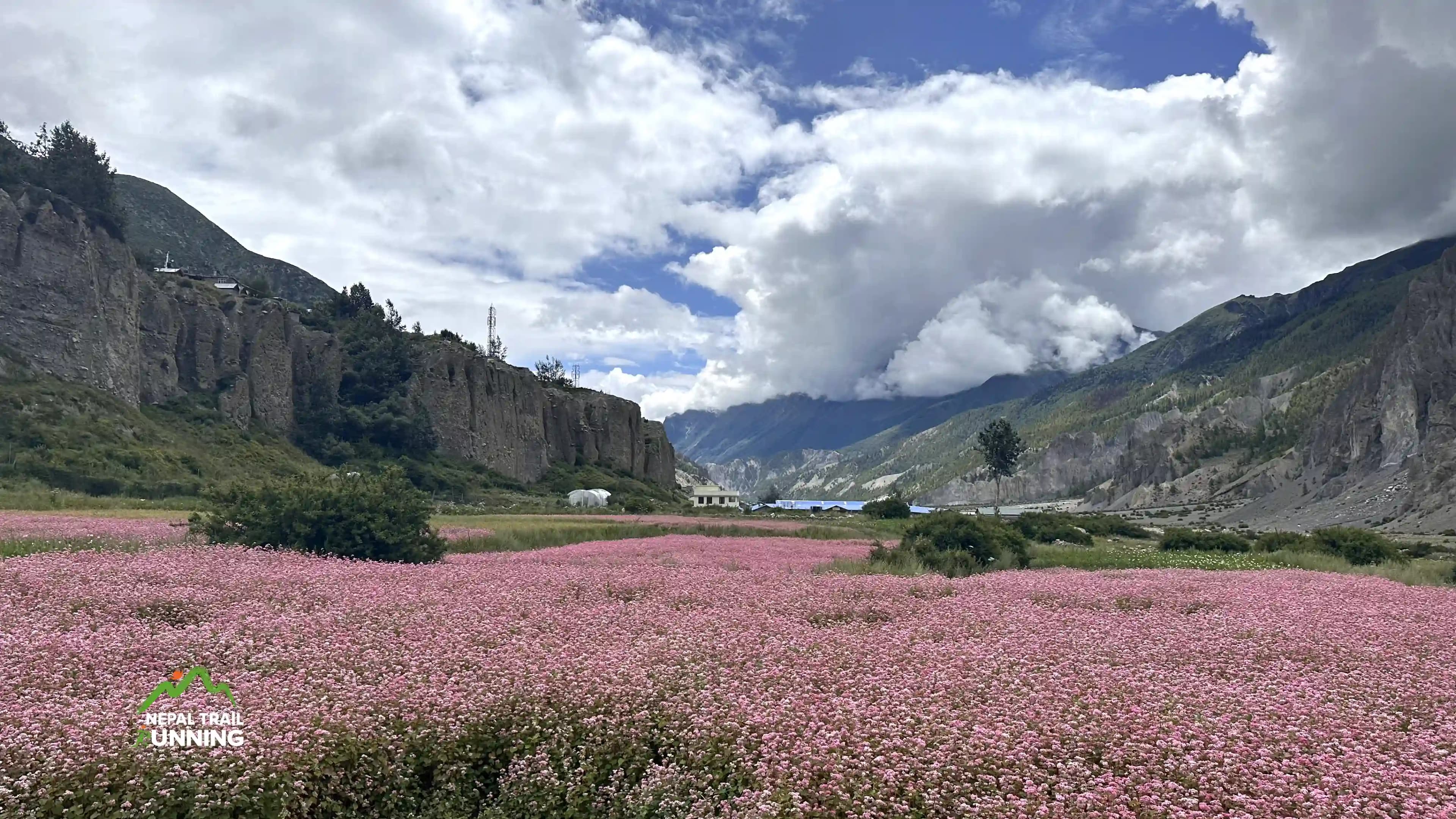 buckwheat farming in the Manang region 