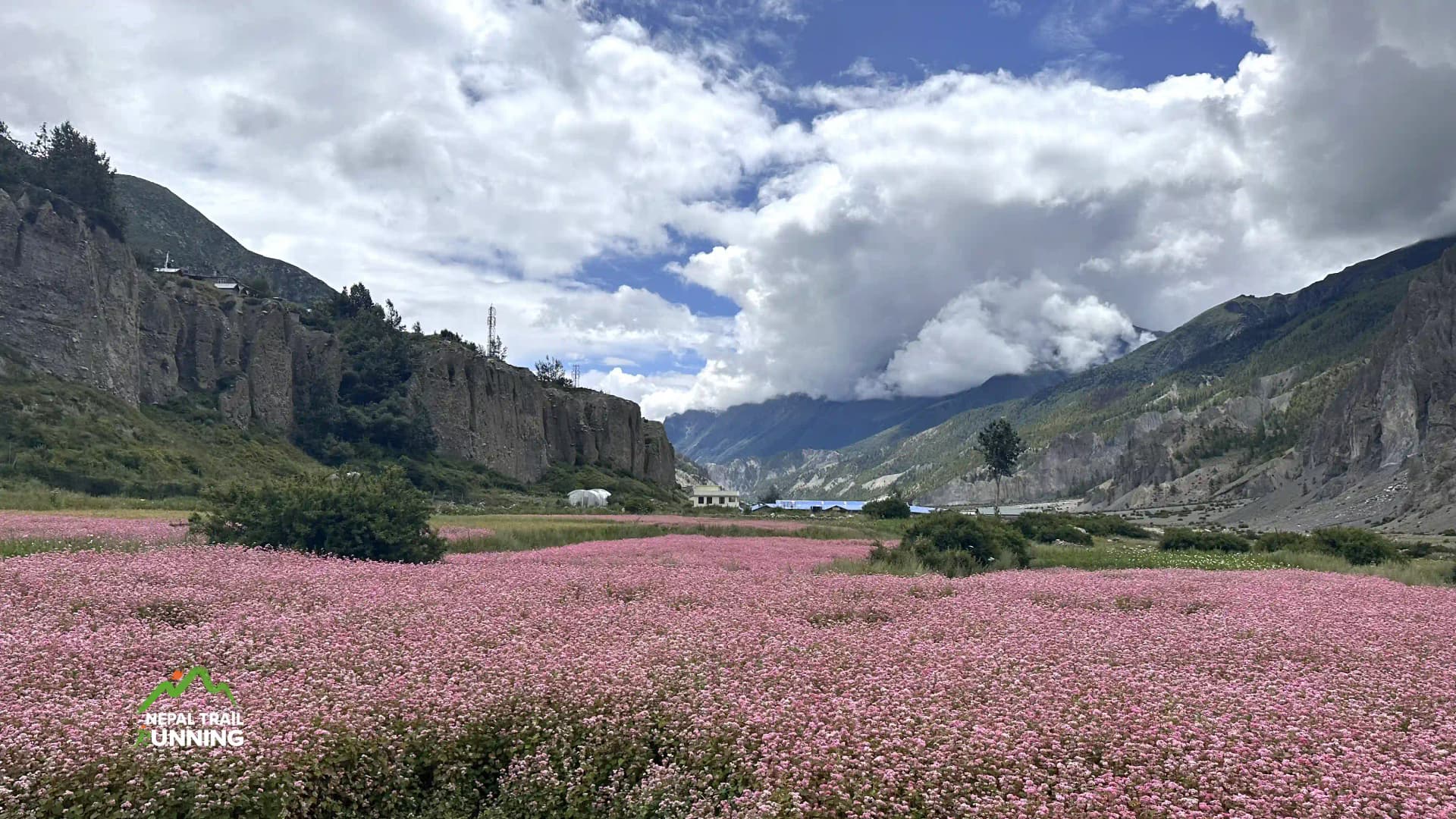 buckwheat farming in the Manang region